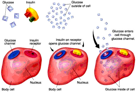 Insulin Action  [image]