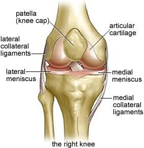 knee anatomy