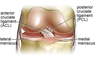 knee ligaments