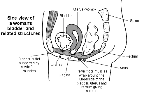 Side view of female pelvic floor