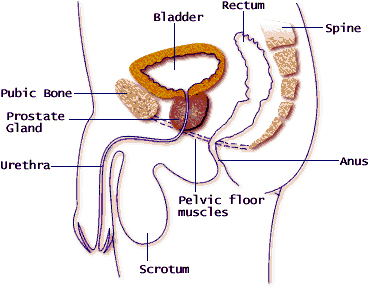 Side view of male pelvic floor